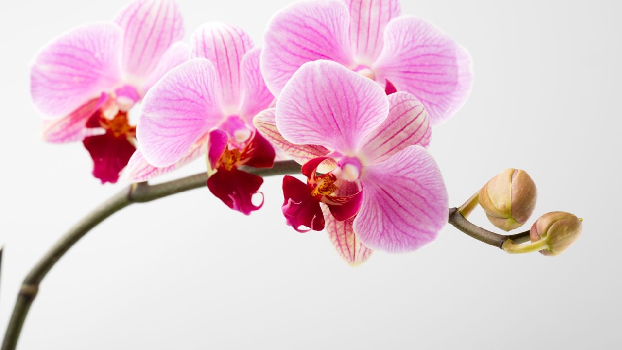 Orchidea: cura e mantenimento. Consigli pratici per non sbagliare!
