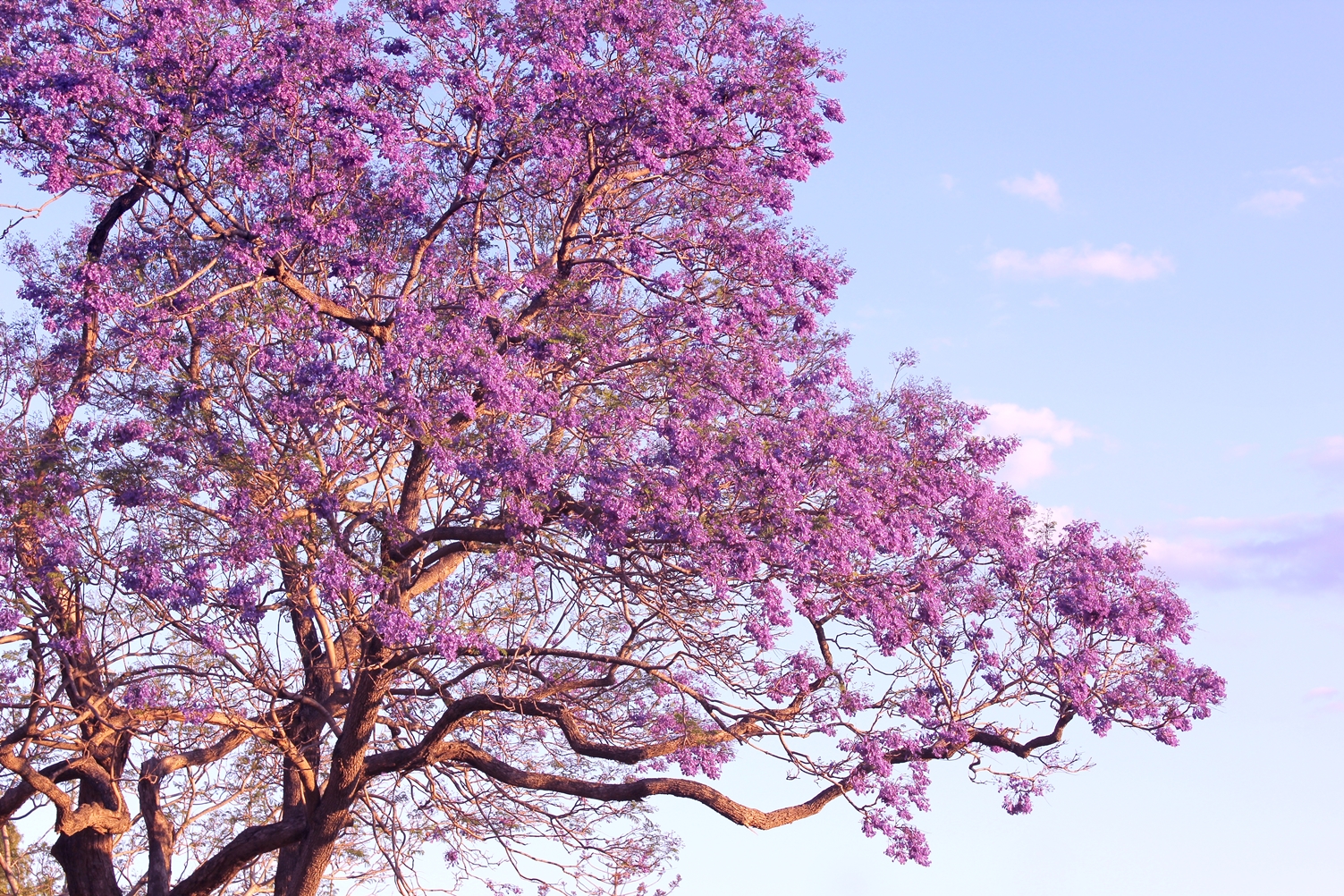 Jacaranda Mimosifolia: consigli cura e coltivazione » Vendita Piante Online