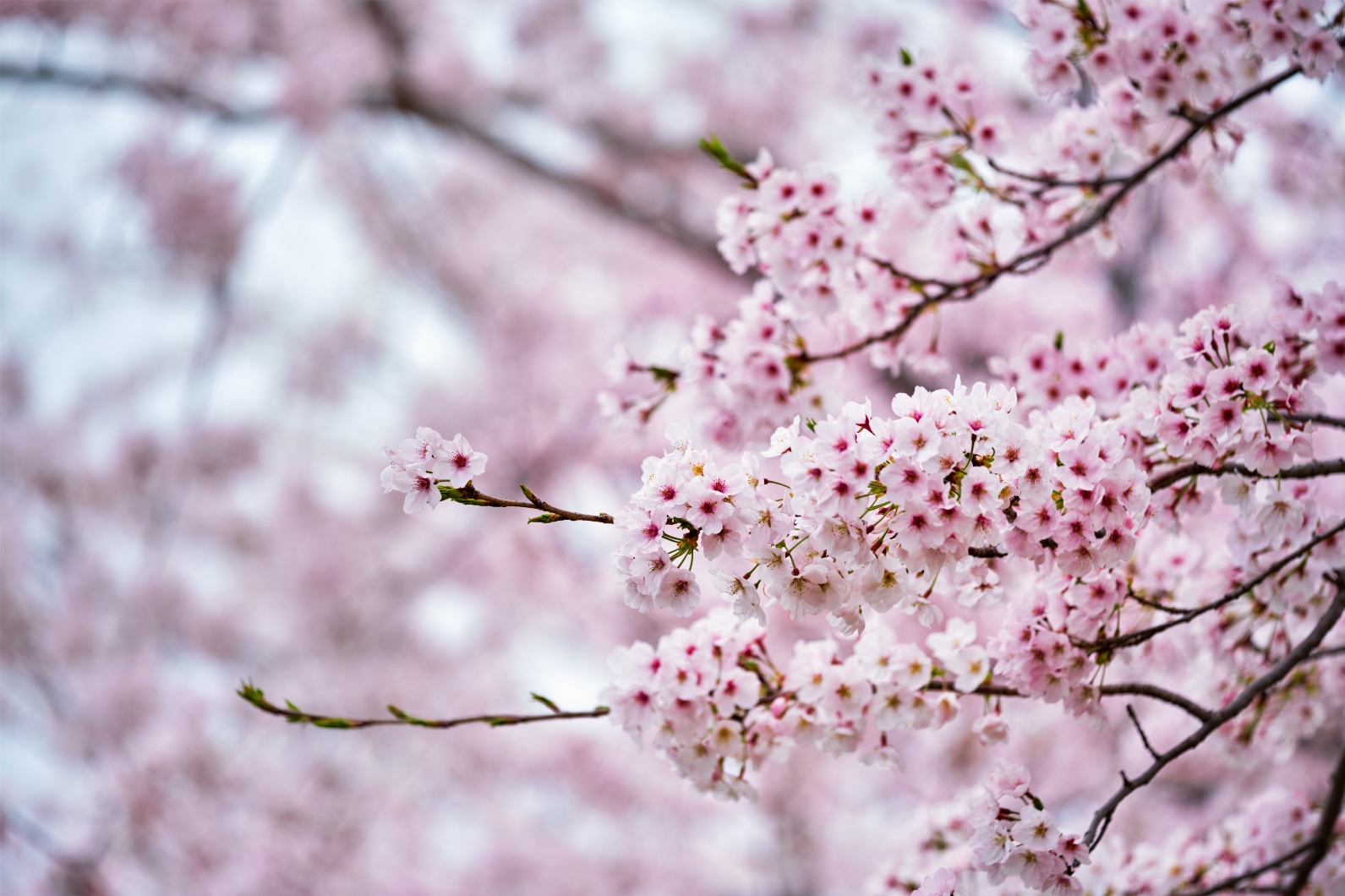 Ciliegio da fiore: prendersi cura di una meraviglia orientale! » Vendita  Piante Online