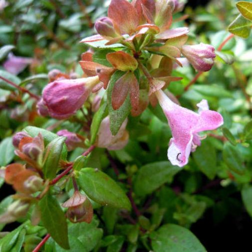 Abelia x grandiflora "Petit Garden" [Vaso 18cm]