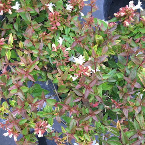 Abelia x grandiflora "Rupestris"