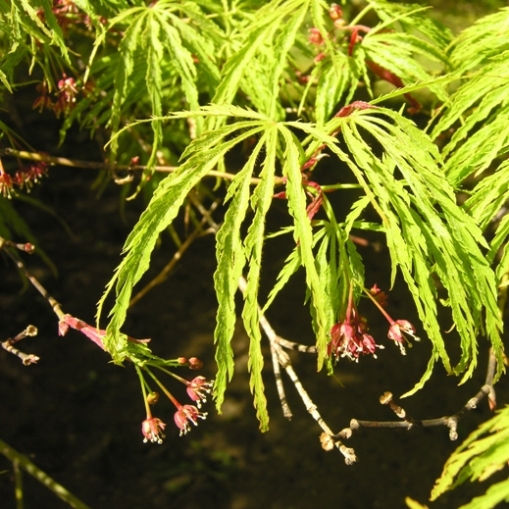Acer palmatum "Dissectum Autumn Lace" (Acero) [H. 30-40 cm.]