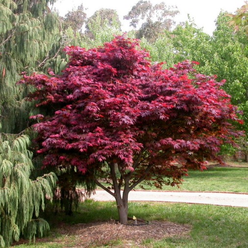 Acer palmatum "FG1" (Acero giapponese rosso) [H. 100 cm.]