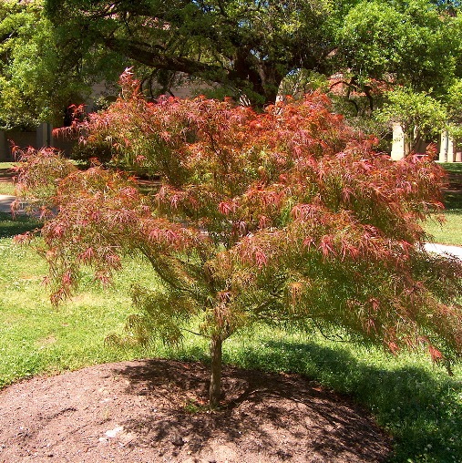 Acer polymorphum (Acero polimorfo) [H. 60-80 cm.]