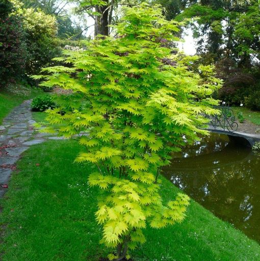 Acer shirasawanum "Jordan" (Acero) [H. 70-80 cm.]