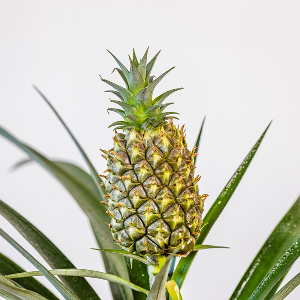 Ananas "Corona" [Vaso 12cm]