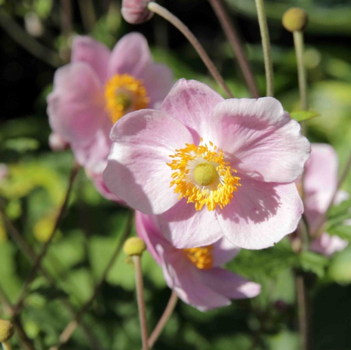 Anemone hupehensis var. japonica "Rose Beauty" [Vaso 8/10cm]