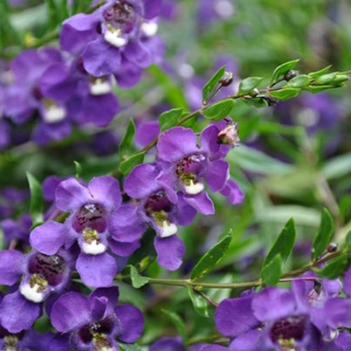 Angelonia angustifolia "Angelmist Purple" [Vaso 12cm]