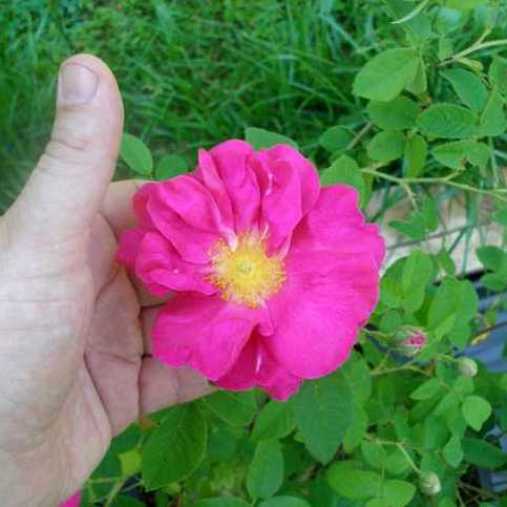 Apothecary's Rose (Rosa Gallica officinalis) [Vaso 11x11cm]