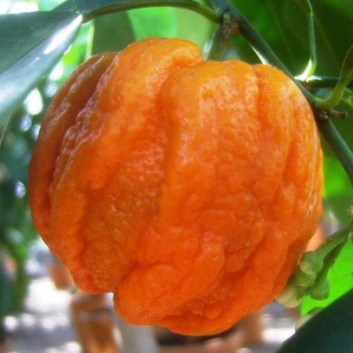 Arancio Corrugato (Citrus aurantium "Corrugato") [Vaso 20cm]