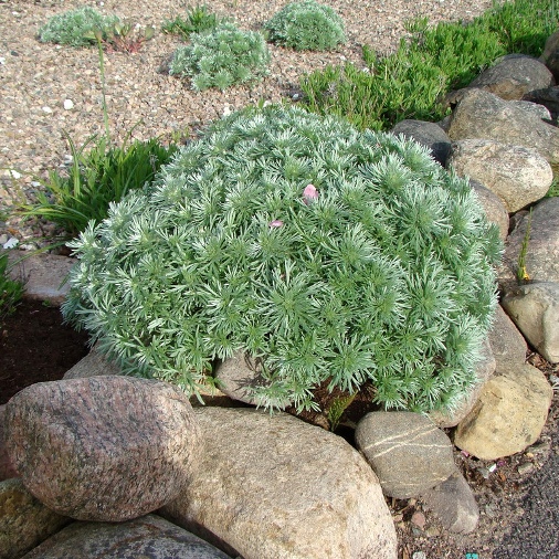 Artemisia schimidtiana "Nana" [Vaso 10cm]
