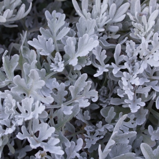 Artemisia stelleriana "Morris Strain"