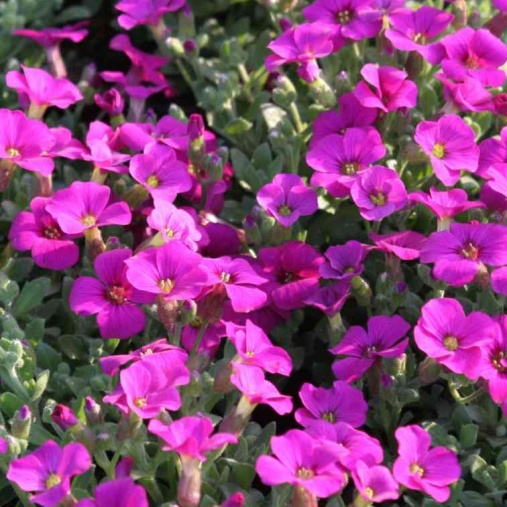 Aubrieta gracilis "Florado Purple" (Aubrezia) [Vaso 8/10cm]