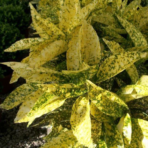 Aucuba japonica "Golden King" [Vaso 18cm]