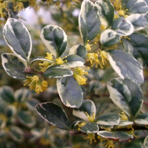 Azara microphylla "Variegata" [Vaso 15cm]