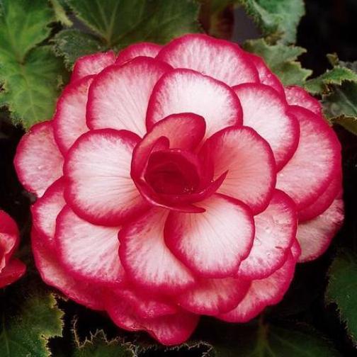 Begonia Bouton de Rose (2 BULBI)