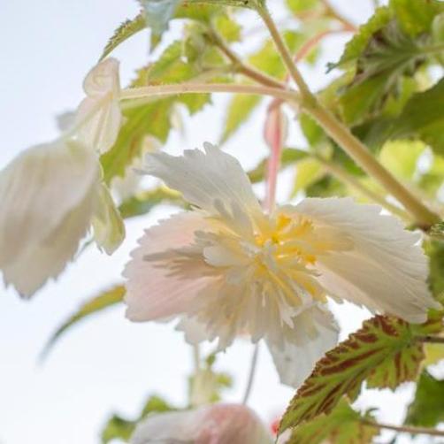 Begonia "Pendula White" [Vaso 8cm]