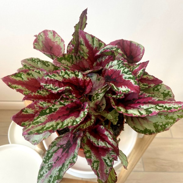 Begonia "Sparkling beauties" [Vaso 12cm] (SPEDIZIONE GRATUITA)