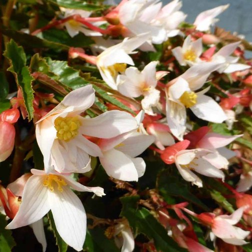 Begonia "Summerwings White" [Vaso 14cm]