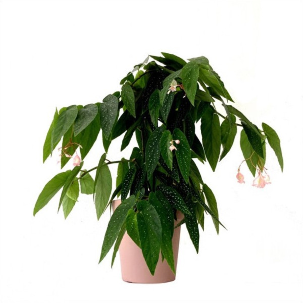 Begonia "Tamaya" [Vaso 17cm]