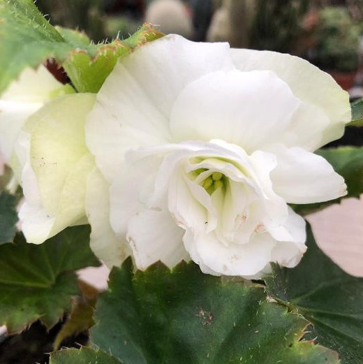 Begonia bianca "Non Stop" [Vaso 14cm]