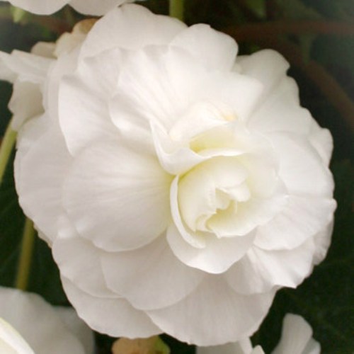 Begonia grandiflora White [Vaso 8cm]
