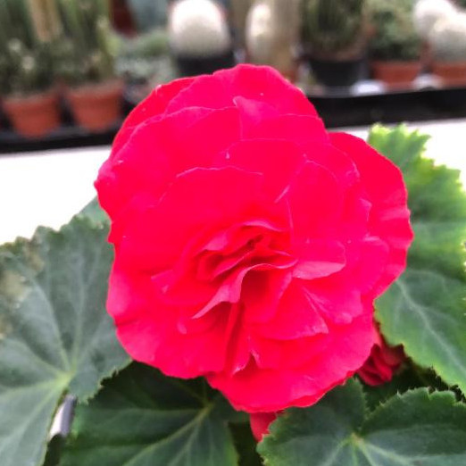 Begonia rosa "Non Stop" [Vaso 14cm]