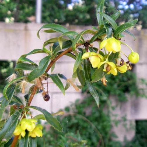 Berberis gagnepainii var. lanceifolia [Vaso 24cm]
