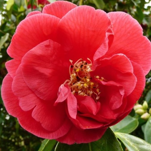 Camellia japonica "Red" (Camelia) [Vaso 15cm]