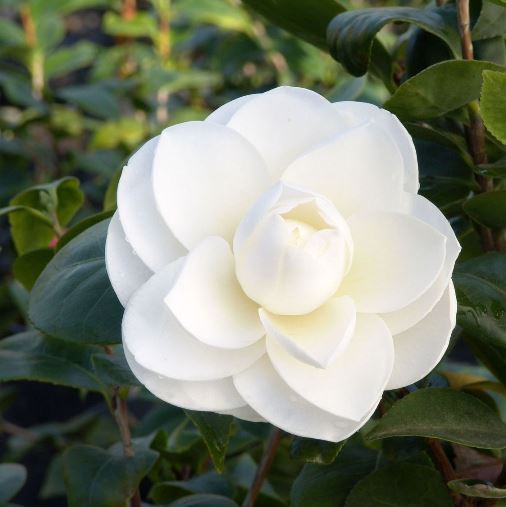 Camellia japonica "White" (Camelia) [Vaso 15cm]