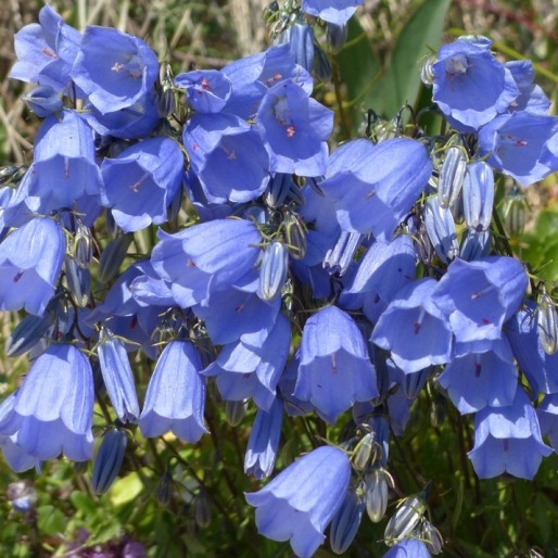 Campanula carpatica "Carillon Blue" [Vaso 8/10cm]