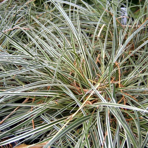 Carex conica "Snowline" (Carice) [Vaso 15cm]