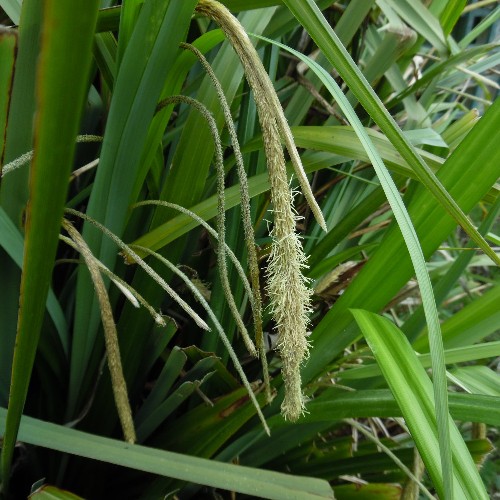 Carex pendula (Carice)