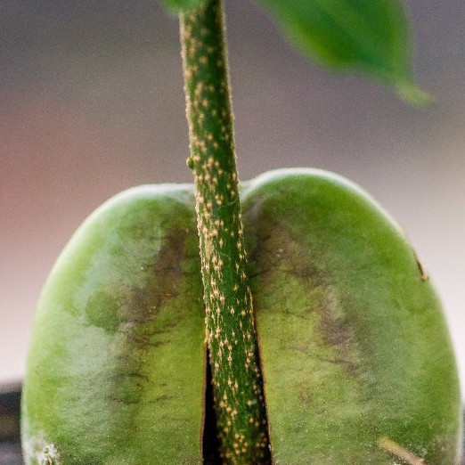 Castanospermum australe (Castano Magnifico) [Vaso 12cm | H. 45 cm.]