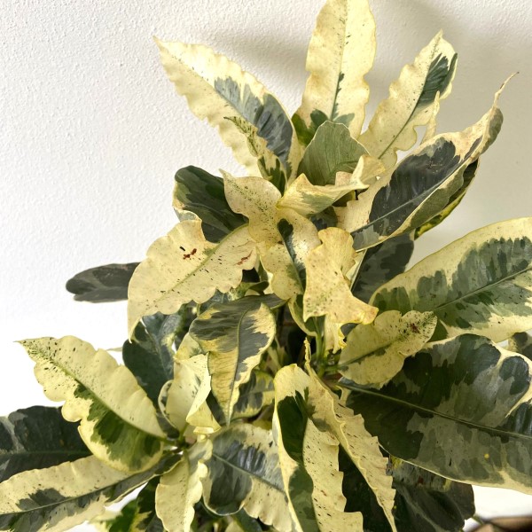 Codiaeum variegatum "Tamara" (Croton) [Vaso 21cm | H. 70 cm.]