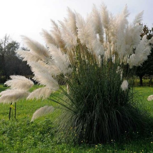 Cortaderia selloana "White Feather" (Erba della Pampas) [Vaso 14cm]