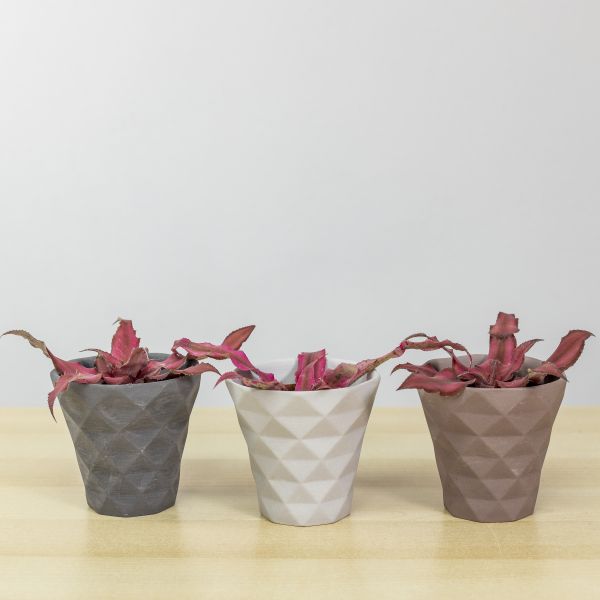 Cryptanthus bivittatus + vaso ceramica assortito [Vaso 5,5cm]