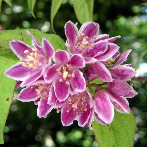 Deutzia hybrida "Perle Rose" [Vaso 17cm]