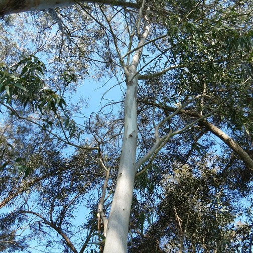 Eucalyptus x trabutii (Eucalipto) [H. 150-170 cm.]