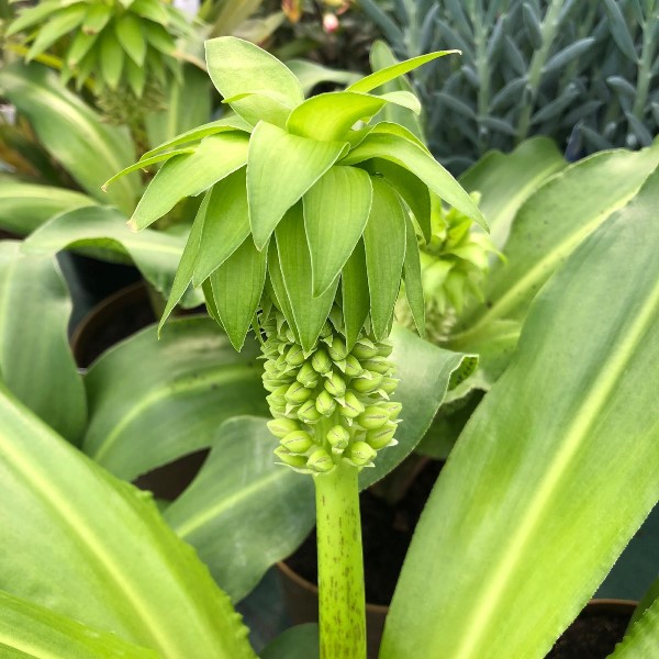 Eucomis bicolor (Giglio di ananas) [Vaso 17cm]