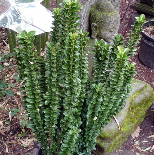 Euonymus japonicus "Benkomasaki" (Evonimo del Giappone) [Vaso 19cm]