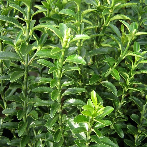 Euonymus japonicus "Microphyllus" (Evonimo del Giappone)
