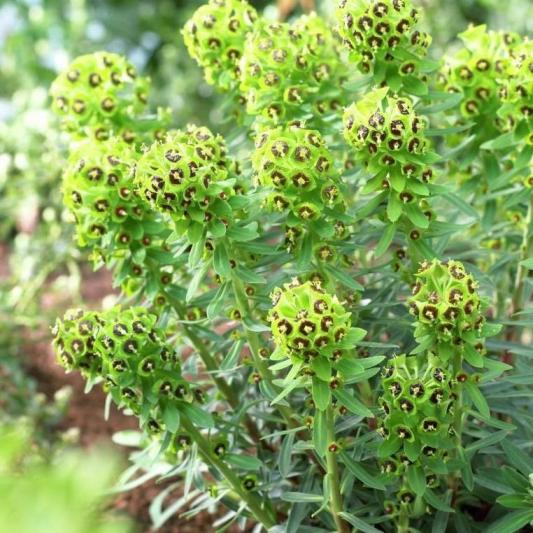 Euphorbia characias "Black Pearl" [Vaso 8/10cm]