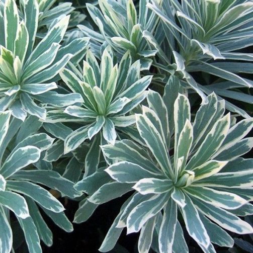 Euphorbia characias "Silver Edge" [Vaso 8/10cm]