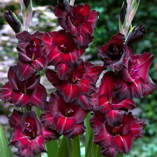 Gladiolus Black Star - Gladiolo (10 BULBI)