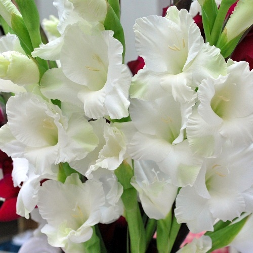Gladiolus White Prosperity - Gladiolo (10 BULBI)