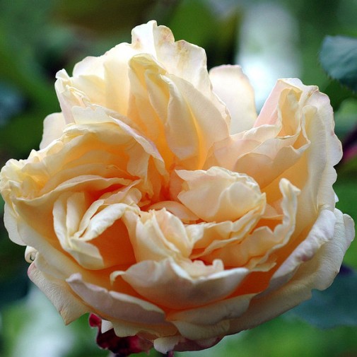 Gloire de Dijon (Old Glory Rose) [Vaso 11x11cm]