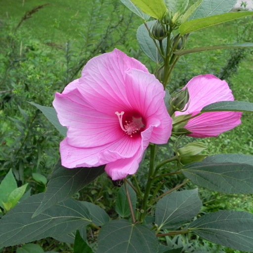 Hibiscus moscheutos "Rose Clair" (Ibisco) [Vaso 18cm]