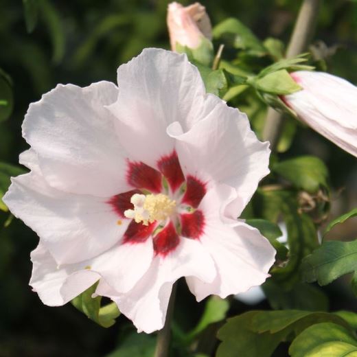 Hibiscus syriacus "Mathilde" (Ibisco) [Vaso 24cm]