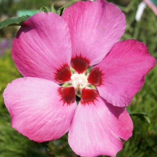 Hibiscus syriacus "Pink Giant" (Ibisco) [Vaso 18cm]